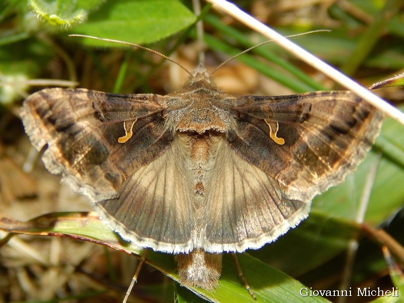 Autographa gamma anomala?